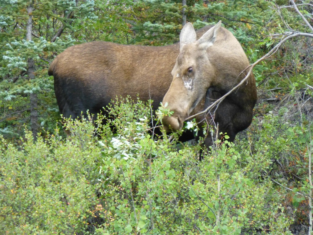Alaskan Moose - Part of the Alaska Denali National Park cruisetour experience