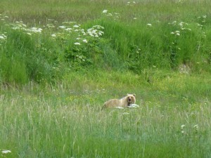 Grizzly bear - Part of the Alaska Denali National Park cruise tour experience