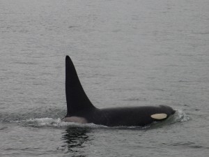Orca Whale in Juneau - Part of the Alaska Denali National Park cruise tour experience