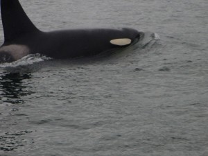 Orca Whale Exploring Juneau Alaska - Take a cruise tour and visit Denali National Park